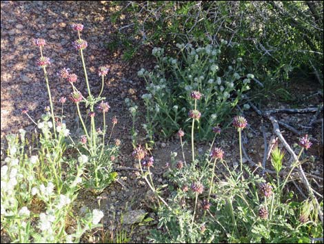 Chia (Salvia columbariae)