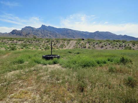 Tall Tumblemustard (Sisymbrium altissimum)