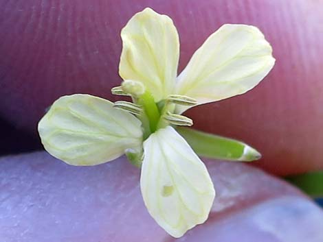 Tall Tumblemustard (Sisymbrium altissimum)