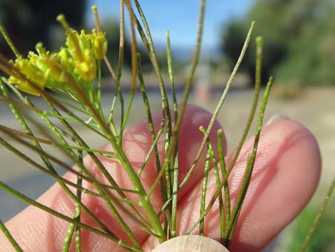 London Rocket Mustard (Sisymbrium irio)