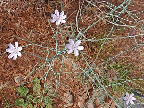 Small Wirelettuce (Stephanomeria exigua)