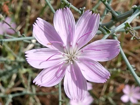 Small Wirelettuce (Stephanomeria exigua)