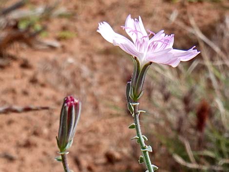 Small Wirelettuce (Stephanomeria exigua)