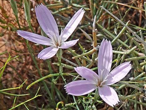 Small Wirelettuce (Stephanomeria exigua)