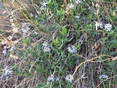 Woolly Bluestar (Amsonia tomentosa)