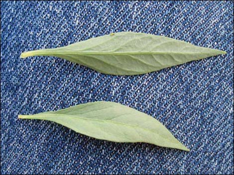 Woolly Bluestar (Amsonia tomentosa)