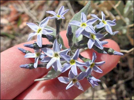 Woolly Bluestar (Amsonia tomentosa)