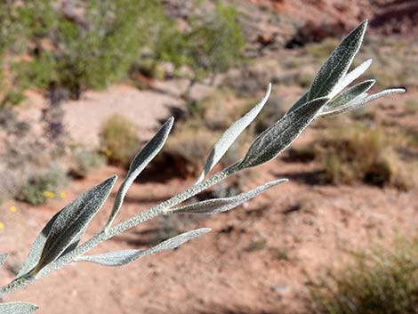 Woolly Bluestar (Amsonia tomentosa)