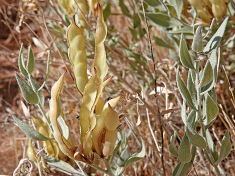 Woolly Bluestar (Amsonia tomentosa)