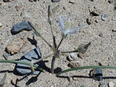 Pink Funnel Lily (Androstephium breviflorum)