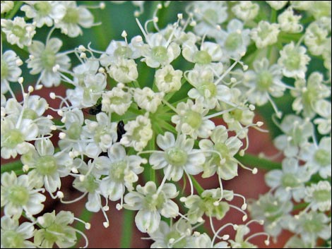 Charleston Mountain Angelica (Angelica scabrida)