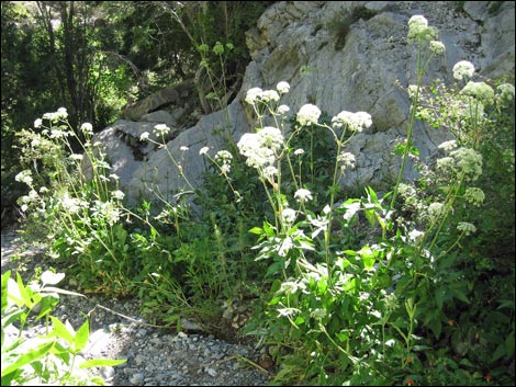 Charleston Mountain Angelica (Angelica scabrida)