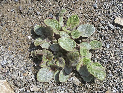 Anulocaulis annulatus (valley ringstem)