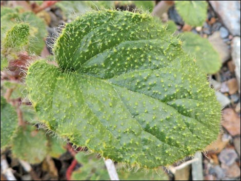 Valley Ringstem (Anulocaulis annulatus)