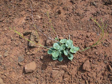 Southwestern Ringstem (Anulocaulis leiosolenus)