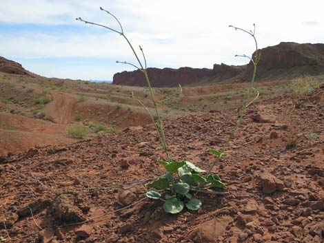 Southwestern Ringstem (Anulocaulis leiosolenus)