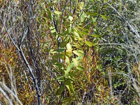 Indian Hemp (Apocynum cannabinum)