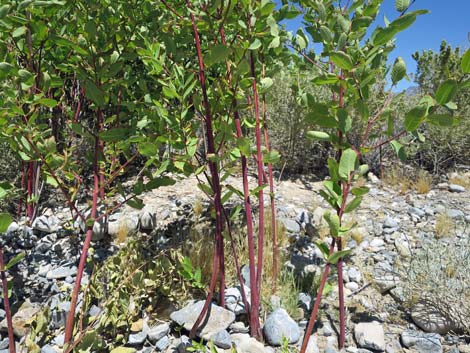 Indian Hemp (Apocynum cannabinum)