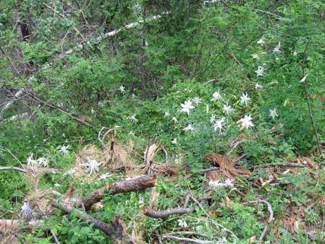 Colorado Blue Columbine (Aquilegia coerulea)