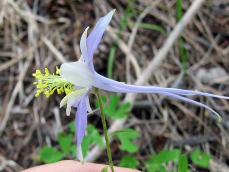 Colorado Blue Columbine (Aquilegia coerulea)