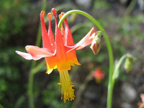 Western Columbine (Aquilegia formosa)