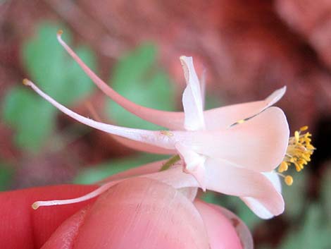 Mancos Columbine (Aquilegia micrantha)