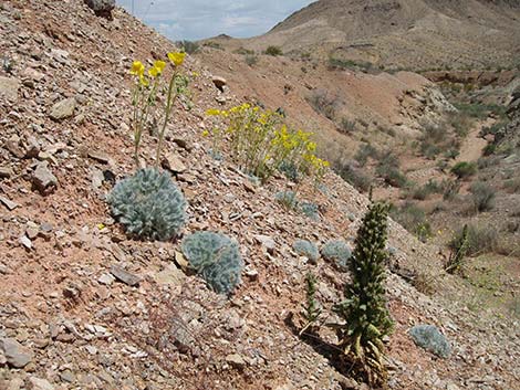 California Bearpoppy (Arctomecon californica)