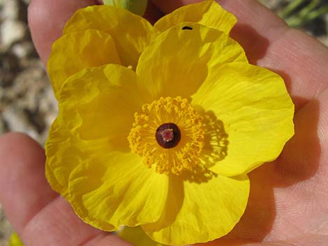 California Bearpoppy (Arctomecon californica)