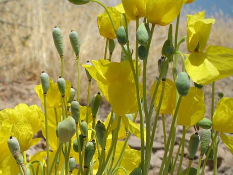 California Bearpoppy (Arctomecon californica)