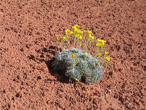 California Bearpoppy (Arctomecon californica)