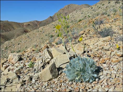 California Bearpoppy (Arctomecon californica)