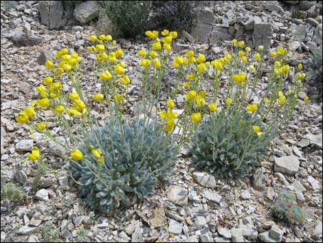 California Bearpoppy (Arctomecon californica)