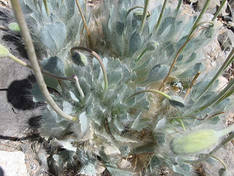 Desert Bearpoppy (Arctomecon merriamii)