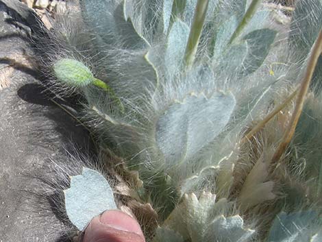 Desert Bearpoppy (Arctomecon merriamii)