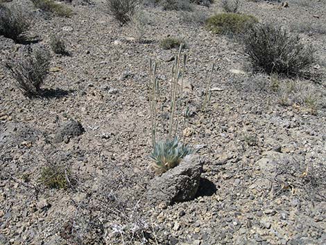 Desert Bearpoppy (Arctomecon merriamii)