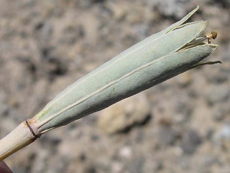 Desert Bearpoppy (Arctomecon merriamii)