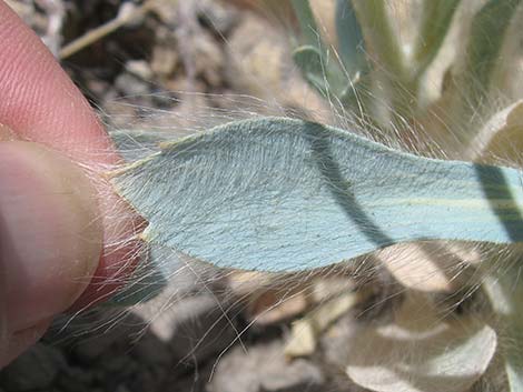 Desert Bearpoppy (Arctomecon merriamii)