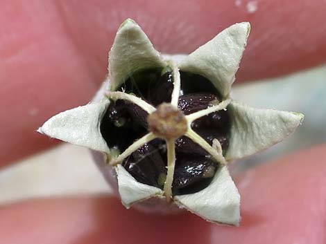 Desert Bearpoppy (Arctomecon merriamii)