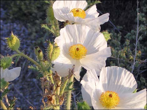 Mojave Pricklypoppy (Argemone corymbosa)