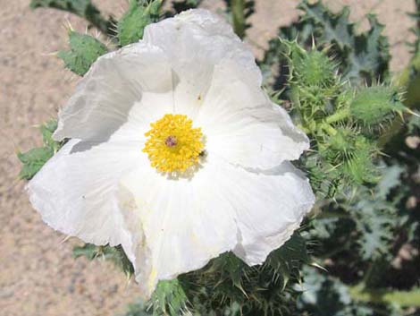 Mojave Pricklypoppy (Argemone corymbosa)