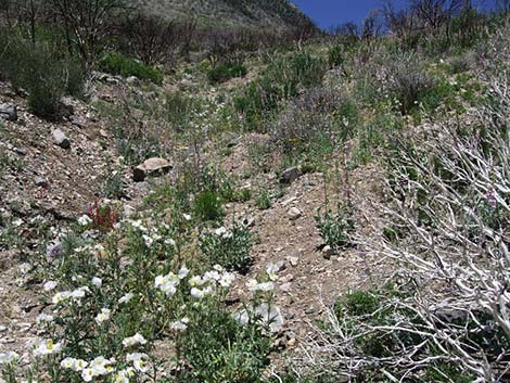 Flatbud Pricklypoppy (Argemone munita)