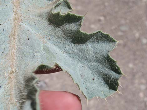 Flatbud Pricklypoppy (Argemone munita)