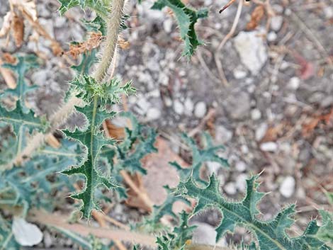 Flatbud Pricklypoppy (Argemone munita)