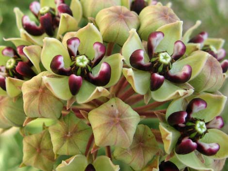 Spider Milkweed (Asclepias asperula)