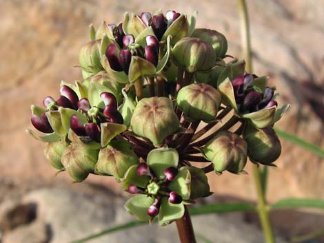 Spider Milkweed (Asclepias asperula)