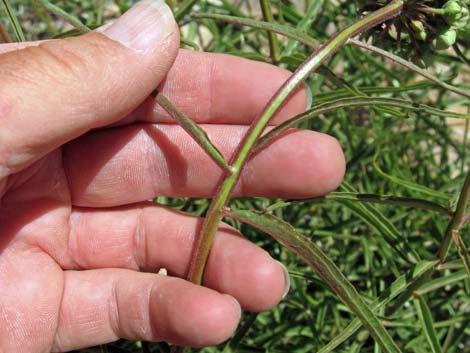 Spider Milkweed (Asclepias asperula)