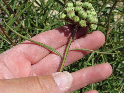 Spider Milkweed (Asclepias asperula)