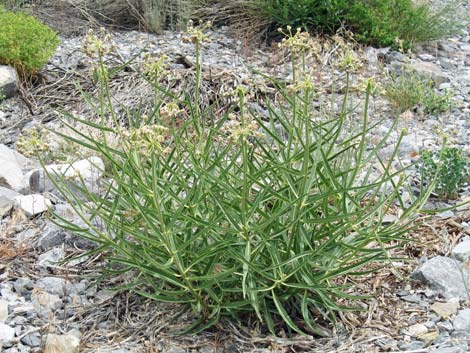 Spider Milkweed (Asclepias asperula)