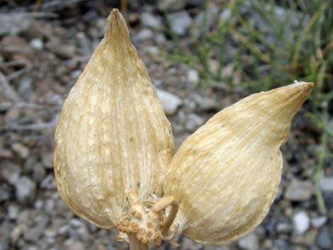 Spider Milkweed (Asclepias asperula)