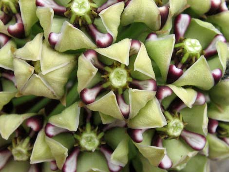 Spider Milkweed (Asclepias asperula)